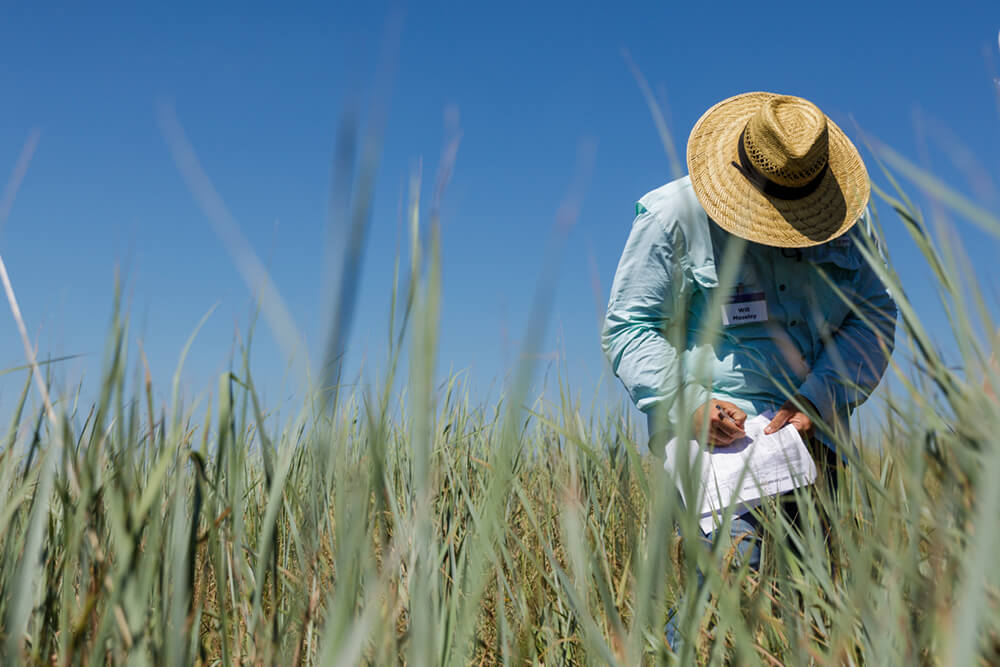 Noble consultant Will Moseley taking notes in tall pasture