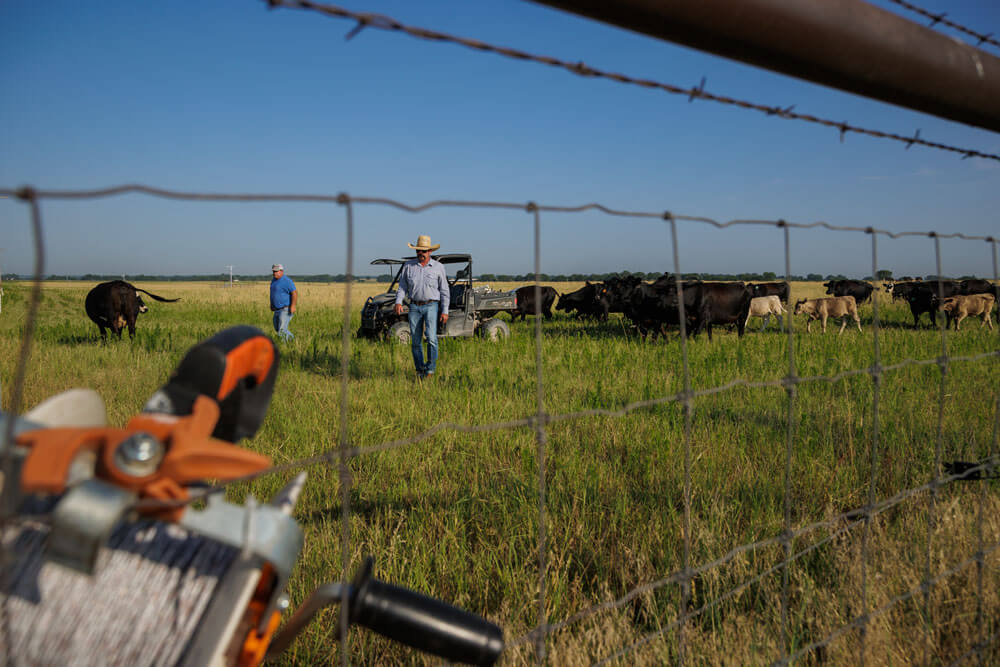 June 2022 Red River Ranch FFAR Cattle Being Moved