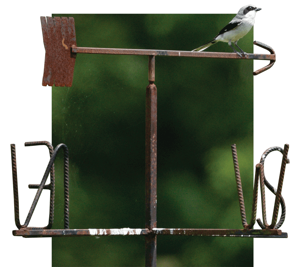 Bird sitting on a weather vane