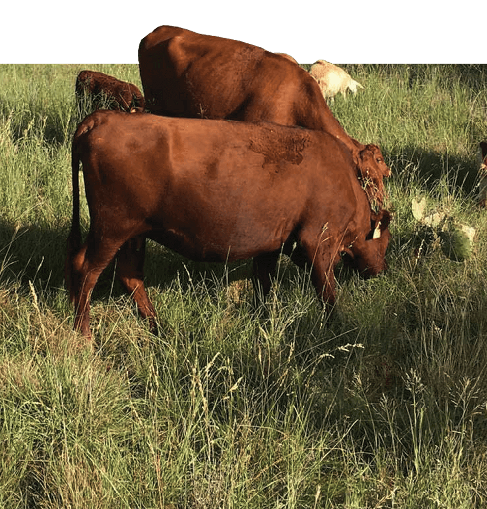 Cows grazing in a pasture