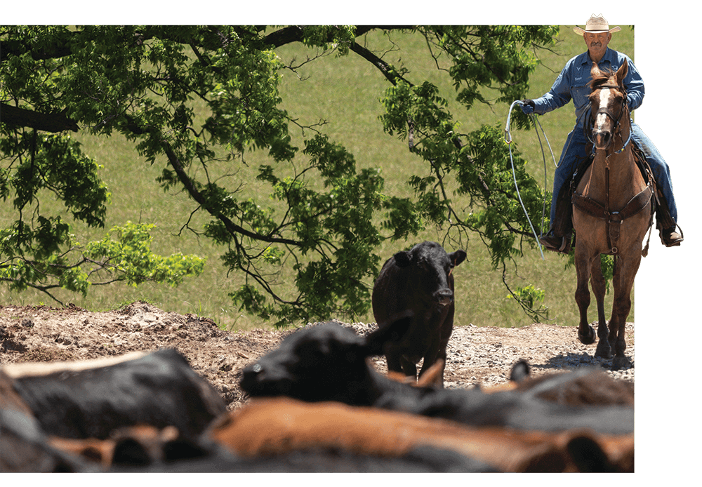 Dave Wingo on horseback holding his lariat approaching a herd of cattle