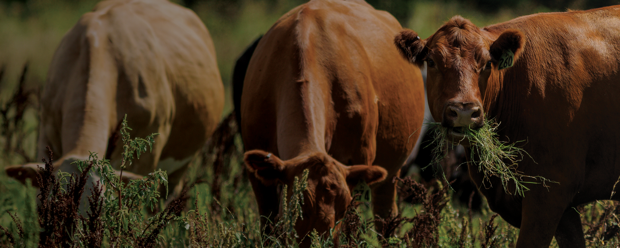 Noble Grazing Essentials header