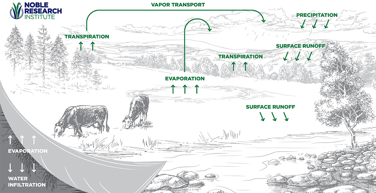 Illustrated infographic showing the water cycle.